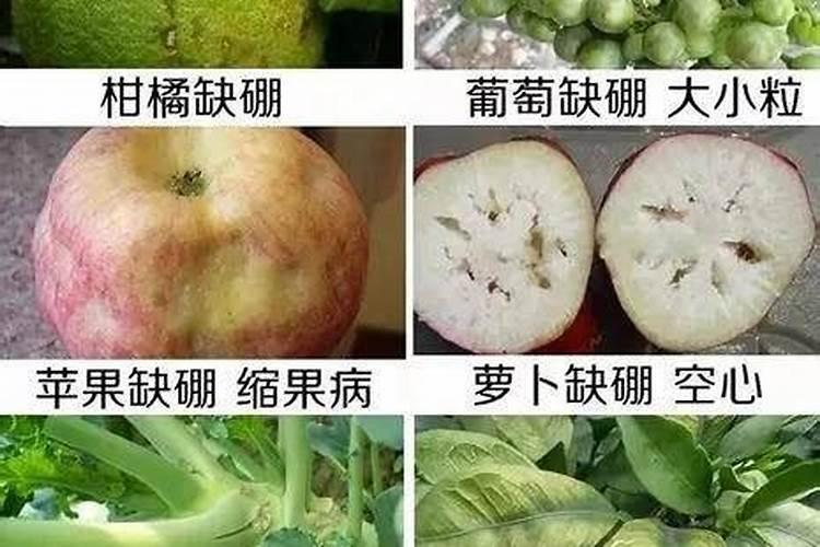 硼肥用多有害吗