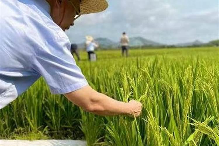 水稻后期贪青晚熟喷施什么叶面肥什么时间喷