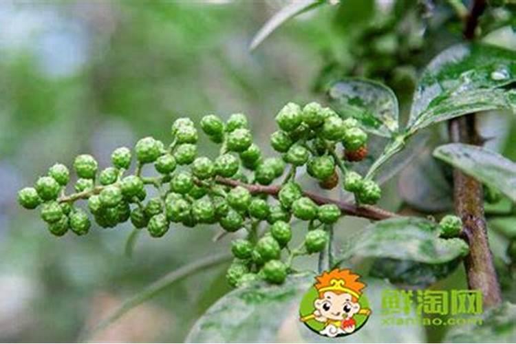 花椒树施什么肥最佳