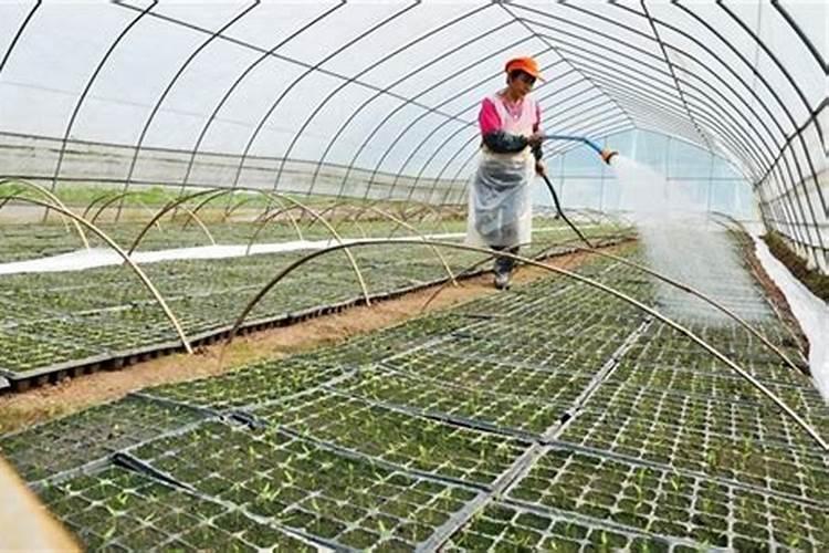玉米水溶肥的使用方法