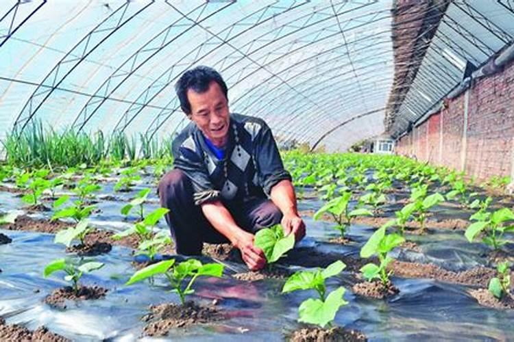 植物徒长是什么意思 多肉植物徒长的原因和解决方法
