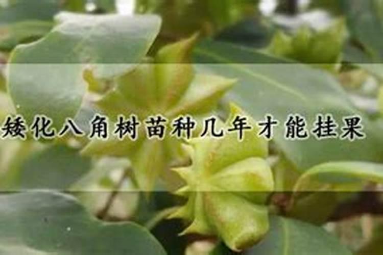 ﻿八角的种植技术