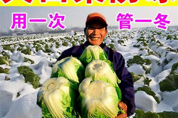 请问果树防冻液什么时候用好？