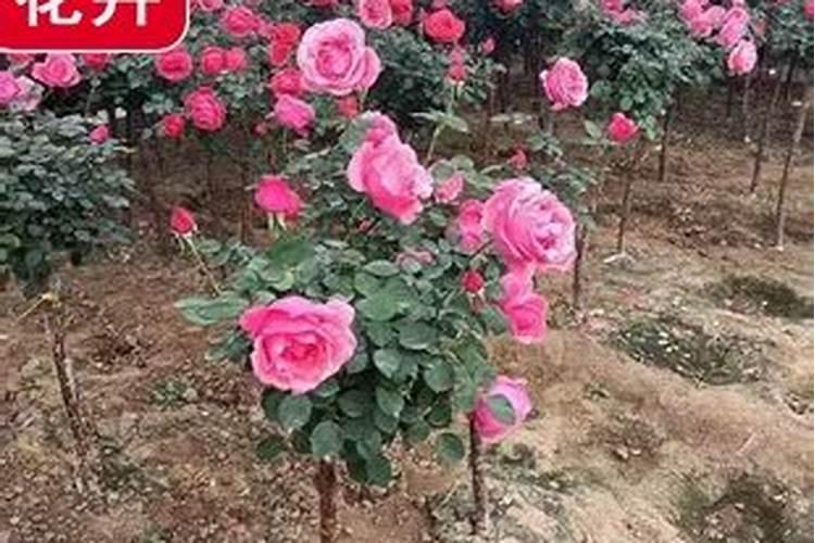 月季花苞期施什么肥 注意事项有哪些