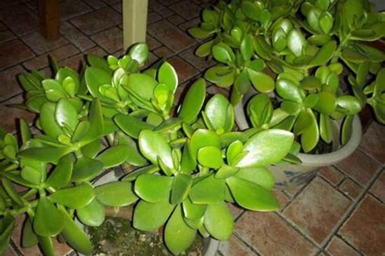 养护玉树用什么肥料最好？应该如何施肥？