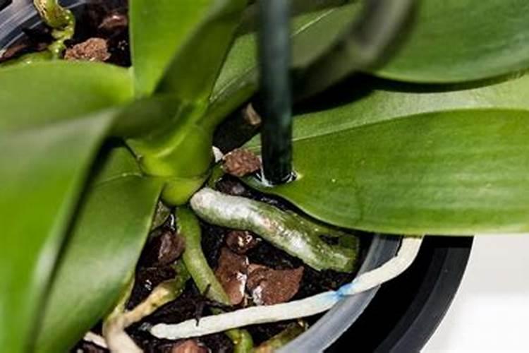 蝴蝶兰可施氮肥吗
