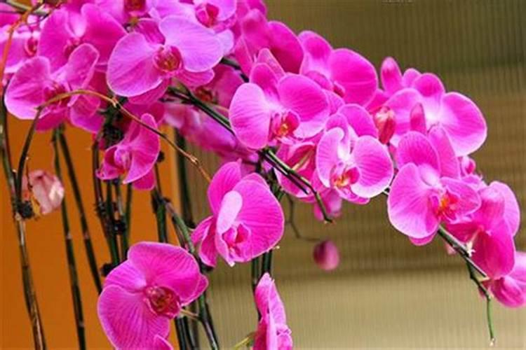 蝴蝶兰施什么肥
