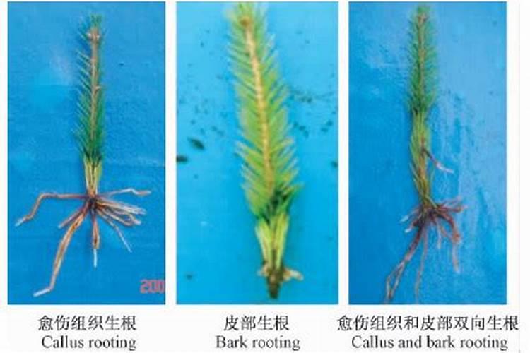 云杉油松什么时候上什么肥料好