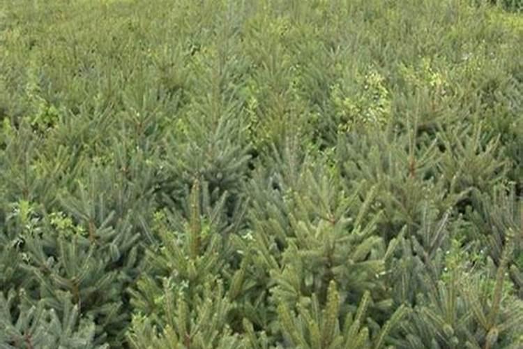 云杉油松什么时候上什么肥料好