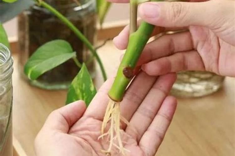 云彬树叶子逐渐发黄怎么回事？