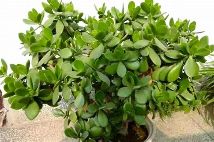 玉树烂根了如何挽救