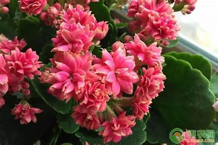 长寿花如何养护