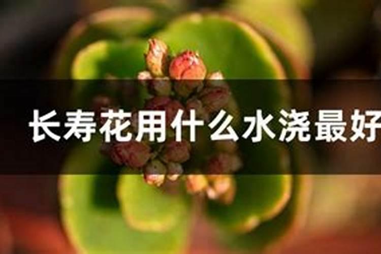 长寿花冻了还能有补救办法