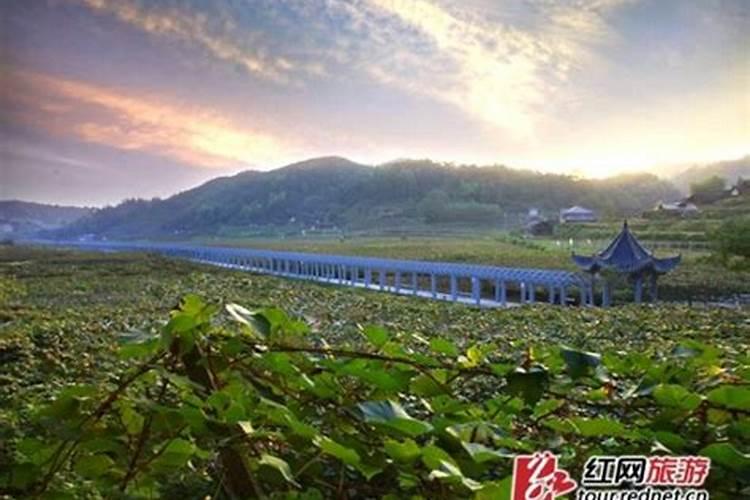 葡萄膨果需要什么肥料？葡萄增产专用叶面肥,促进果实生长用调色师