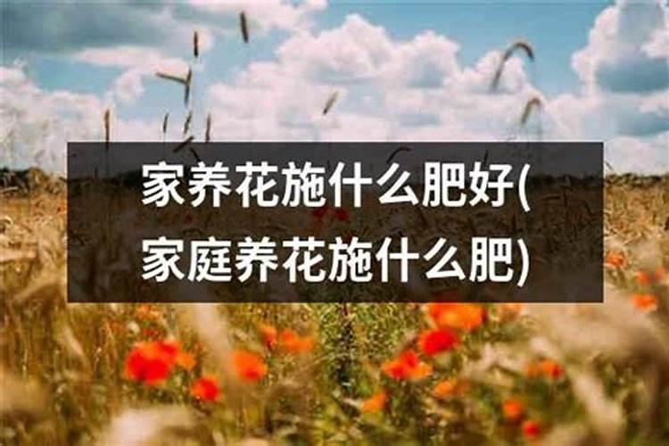 杨梅采摘后施什么肥料