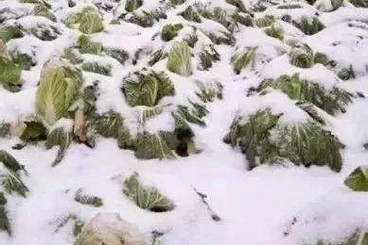 玉米什么时候打叶面肥好 使用方法有哪些