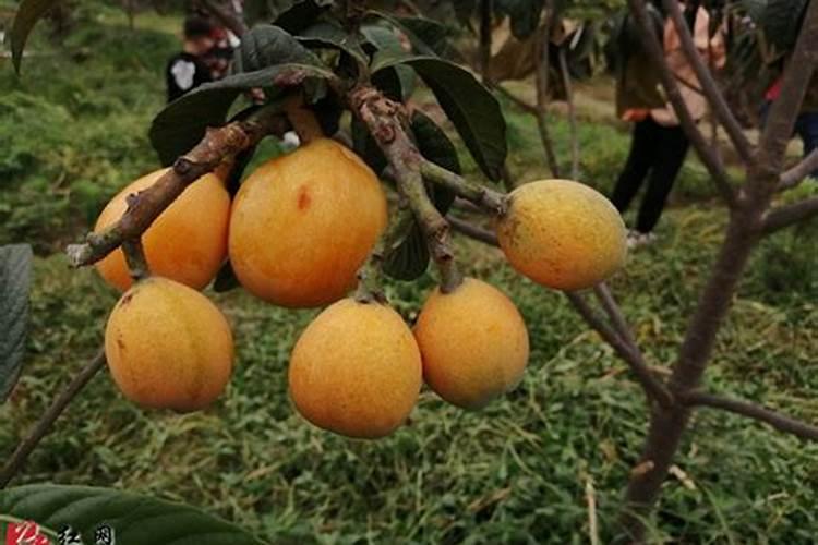 海藻水溶肥和花多多一样吗