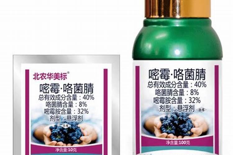 葡萄灰霉病防治用什么药最好(打什么药治疗效果最好)