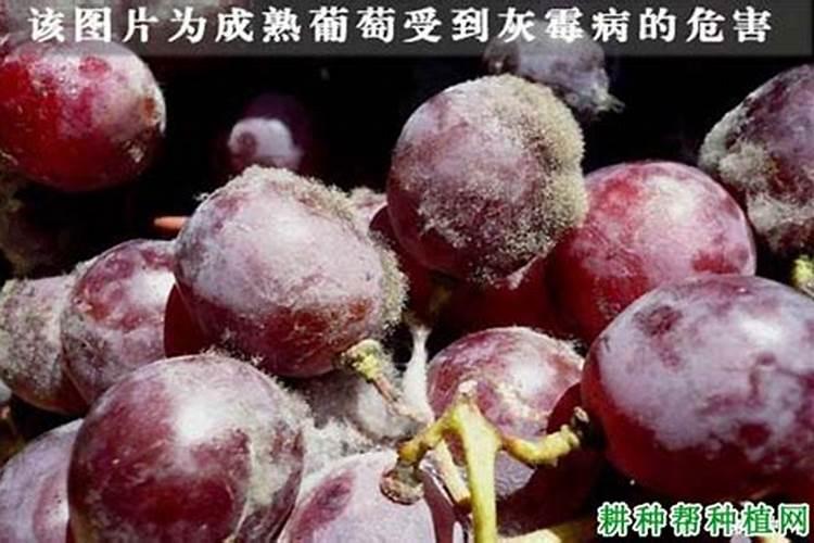葡萄灰霉病用什么药？