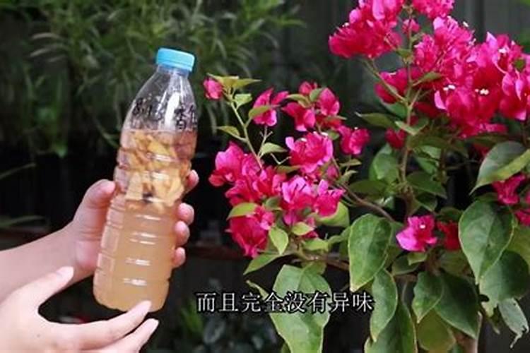 兰花用什么肥料好