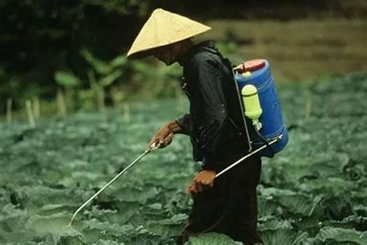 怎样用醋来当叶面肥 有哪些好处