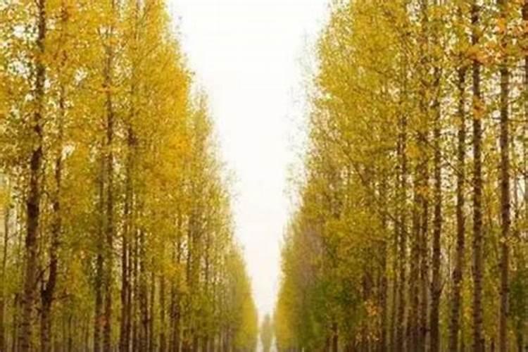 杨树怎么施肥？