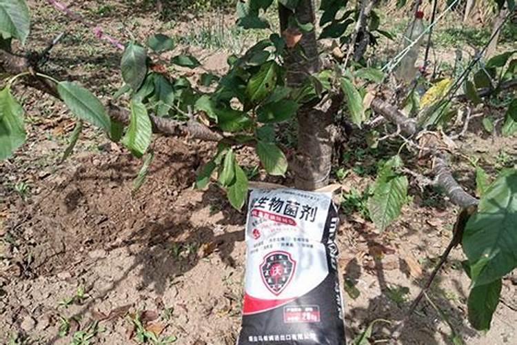 微生物菌肥的正确使用
