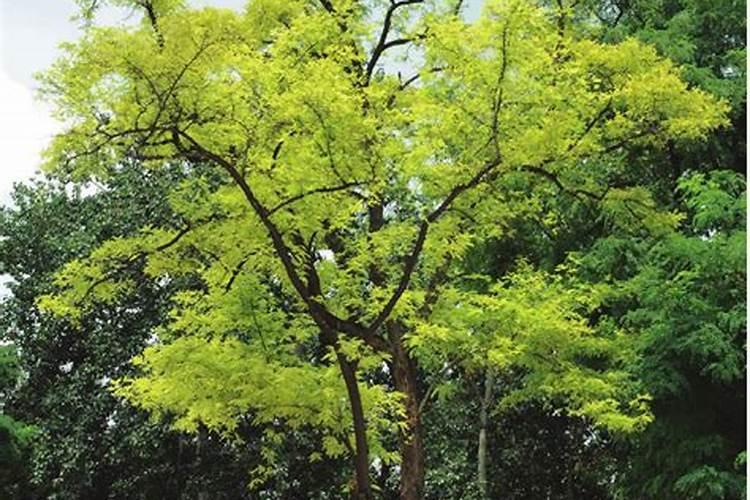 幸福树施什么肥最好施多了怎么办？