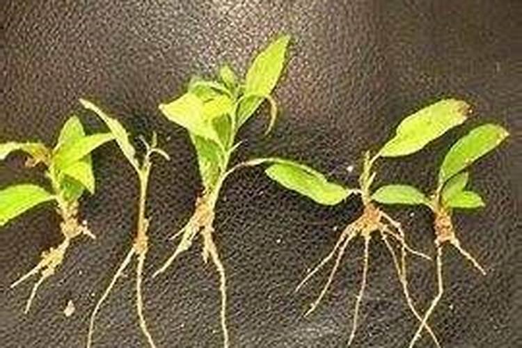 植物生长的关系？