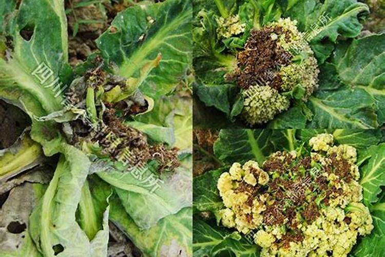 花椰菜哪个品种产量高？