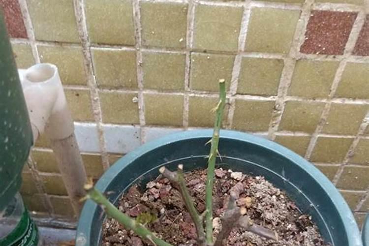 月季花怎么施肥？