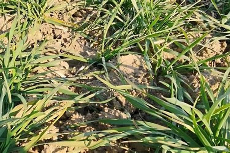小麦追肥用什么肥料好