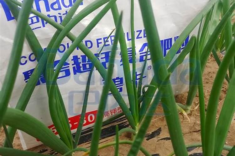 玉米水溶肥的使用方法