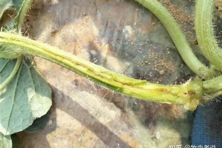 钾肥是什么肥料 植物缺少钾肥会怎么样