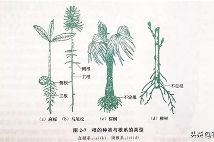 我种的薄荷只往高里长,茎又细又长的怎么办？