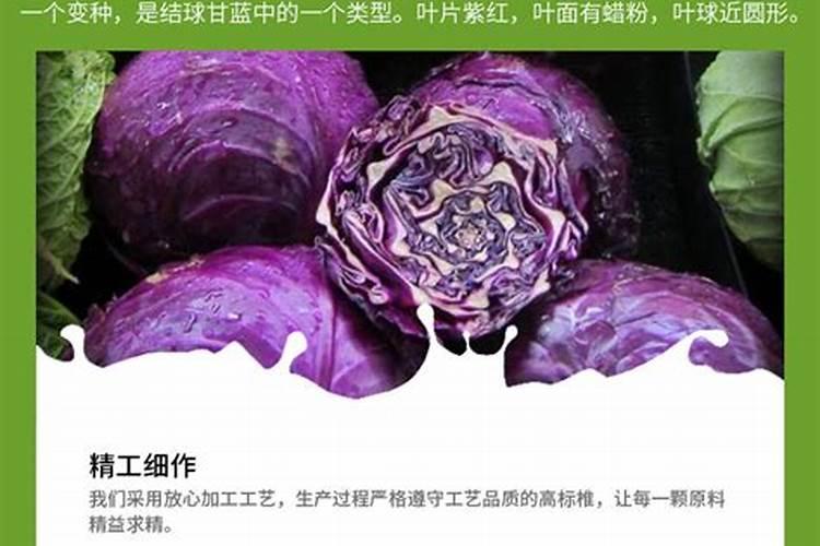 紫甘蓝菜的种植方法