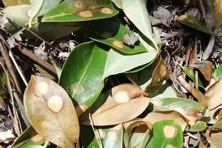 八角树需要打药吗
