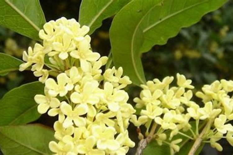桂花如何施肥