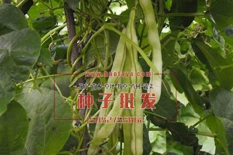 种植芸豆需要什么养分