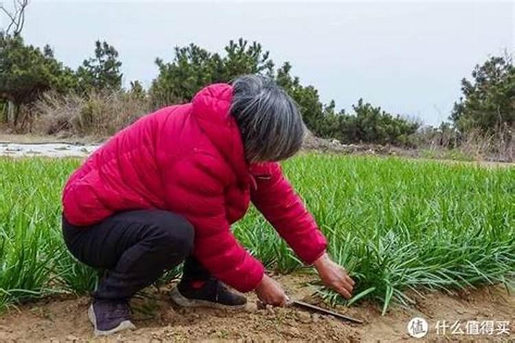桔树用什么肥料比较好,还有什么时候用比较好