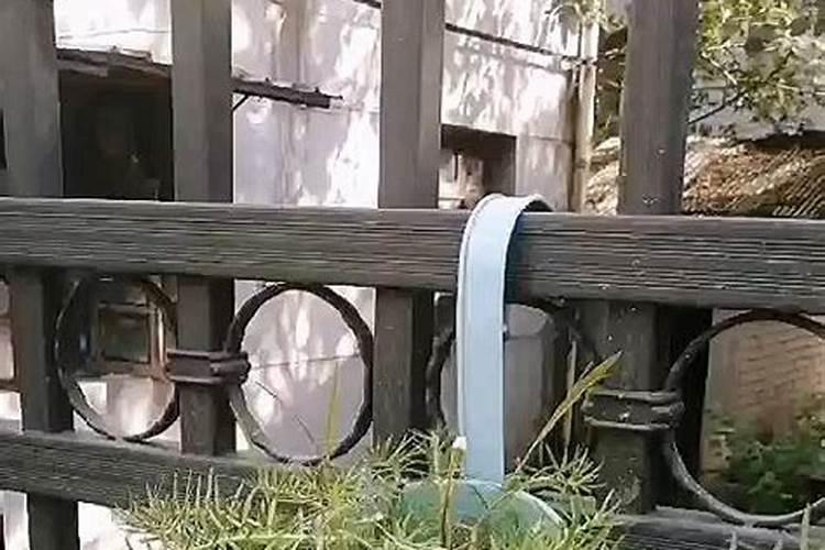 太阳花种子出的小苗可以施肥吗