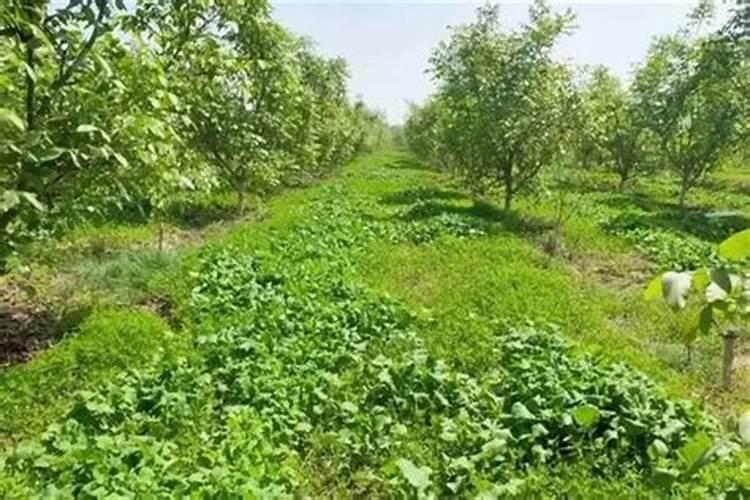果园适宜种植的绿肥有哪几种