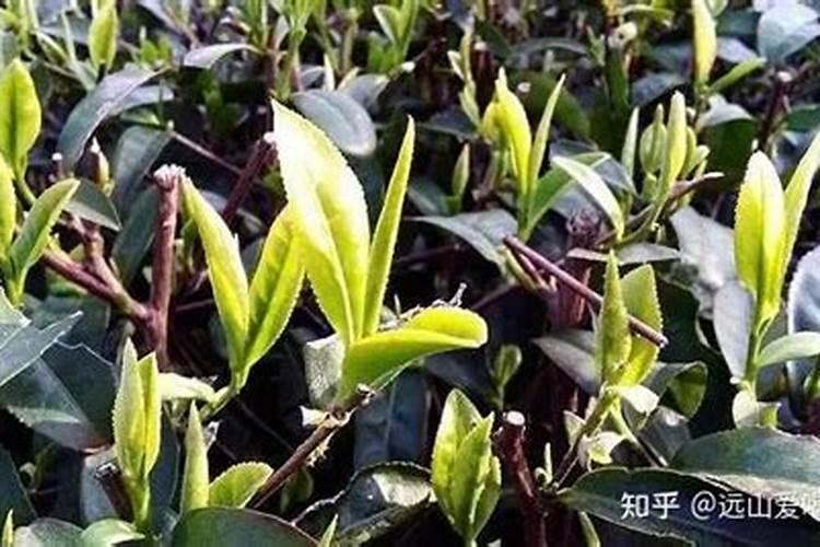 杏树苗地里有杂草用什么农药可以除草 草除了不伤害杏树苗
