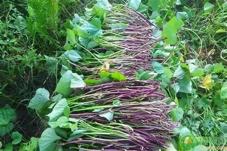 种红薯用什么肥料合适 种红薯用啥肥料合适