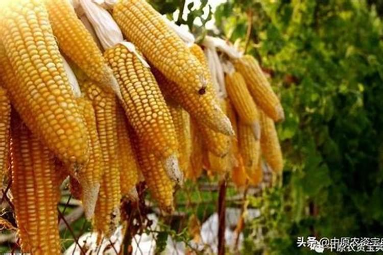 在构成玉米的下列元素中,属于微量元素的一组是A.C、H、N、P、MnB.Cl...