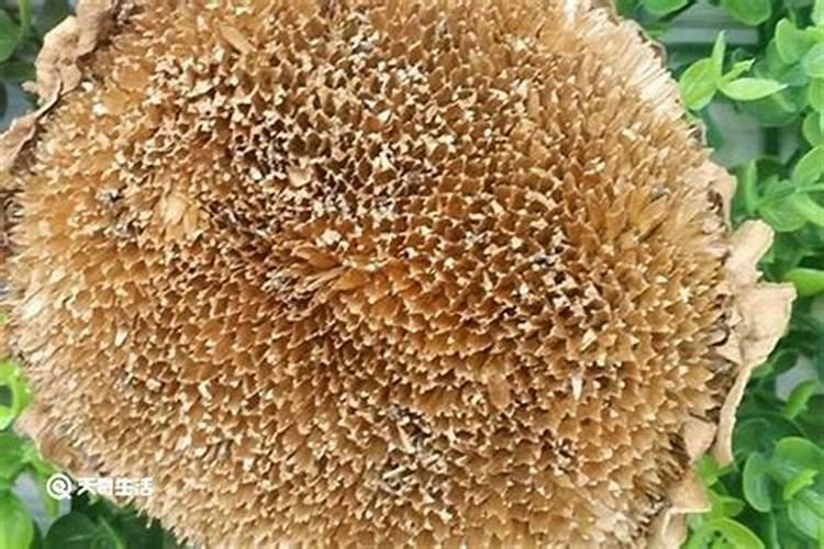 种植葵花用什么肥料好？