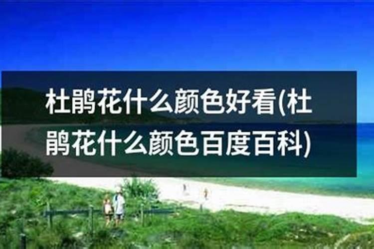 杜鹃花浇什么肥料最好