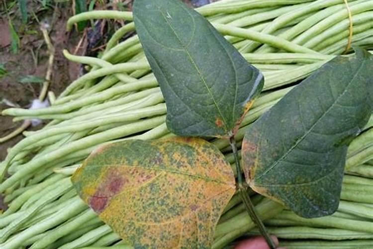 为什么豆角不能用磷酸二氢钾,附豆角的种类