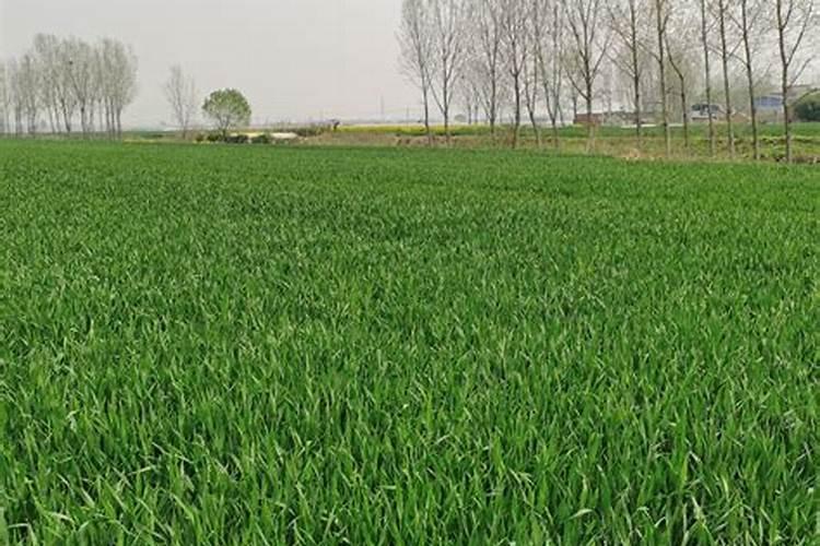 小麦什么时候施肥好 种植小麦哪时候施肥合适