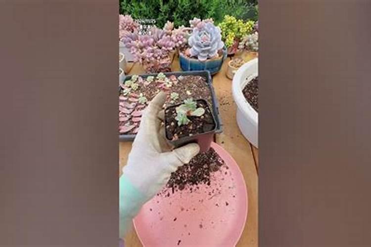 多肉叶插苗什么时候才能施肥